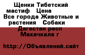  Щенки Тибетский мастиф › Цена ­ 50 000 - Все города Животные и растения » Собаки   . Дагестан респ.,Махачкала г.